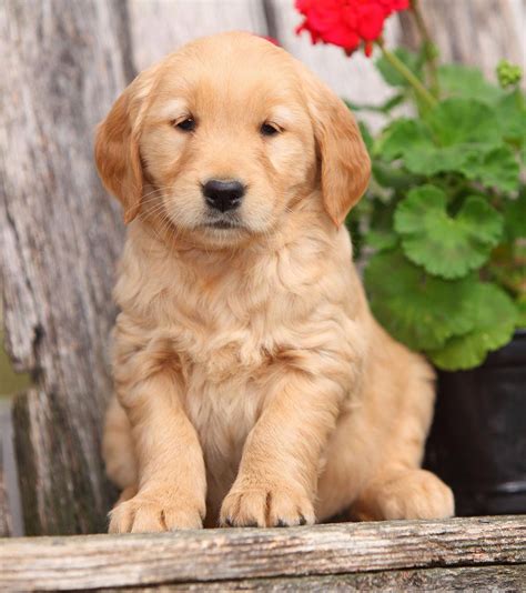 Pictures Of Golden Retrievers Puppy Dog Training Methods Basic Dog