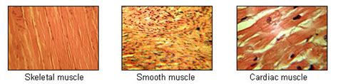 Overview Of Muscle Tissue Types Lifetime Fitness And Wellness