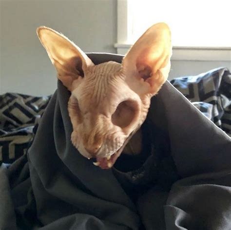 365 security solution (securitycamny) on pinterest. Sphynx cat with no eyes : WTF