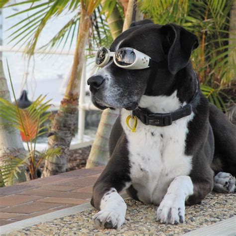 Ils Sunglasses Doggles Sunglasses Dog Apparel Doggles Ils Sunglasses