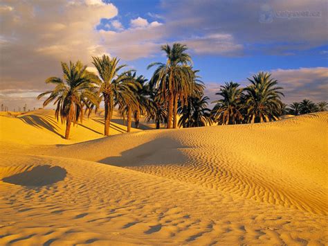 Desert Oasis Wallpaper Wallpapersafari