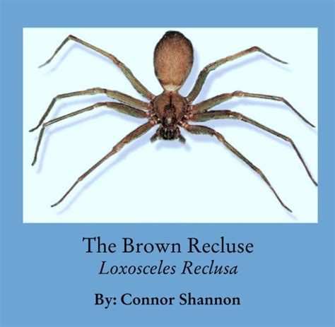 The Brown Recluse Loxosceles Reclusa By By Connor Shannon Blurb Books