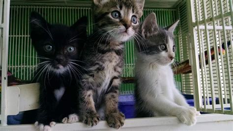 You have made the following selection in the maps.me map and location directory: Kitten Adoptions