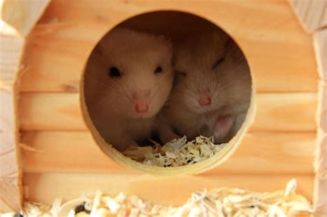 Can Hamsters Live Together In The Same Cage Hutch And Cage