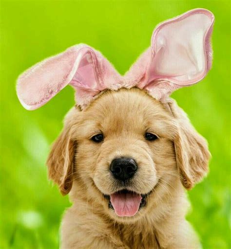 Puppy Wearing Bunny Ears Easter Bunny Ear Cuteness Overload Cute