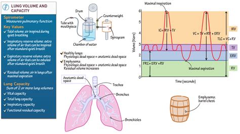 Anatomy And Physiology Lung Volume And Capacity Ditki Medical