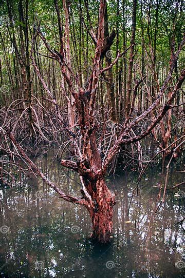 Thailand Tropical Mangrove Swamp Forest With Exotic Tree Stock Photo