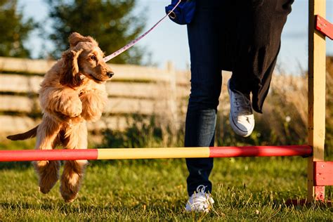The Difference Between Dog Trainers And Behaviorists