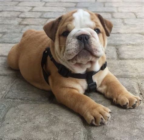 English bulldogs health problems and bulldog insurance tipsblue english bulldogs. 20+ English Bulldog Puppies and Facts You Should Know ...