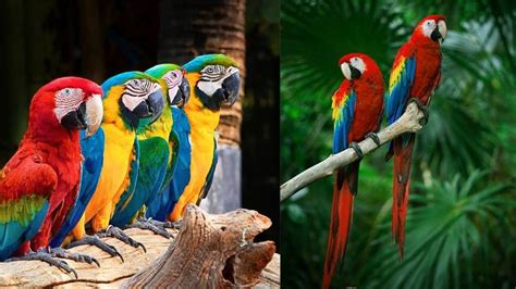 Colorful Macaw Parrots Stunning Birds In 4k 🐦 Macaw Bird Parrots
