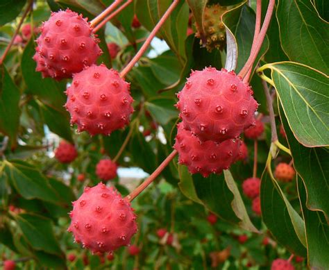 Red flower only spawns during day. Kousa Dogwood Fruit (Cornus kousa): Does it really have ...