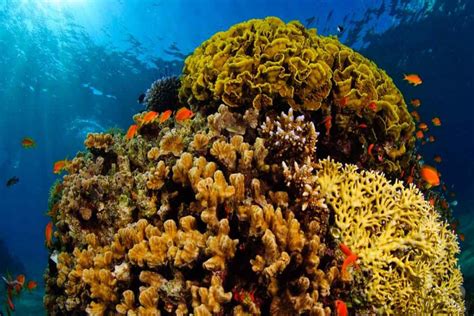 Secretive Israel Uae Oil Deal Endangers Prized Eilat Corals The Statesman