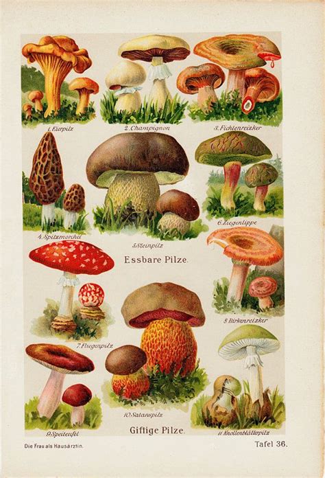 Antique Poisonous Mushrooms Print The Most Dangerous Years