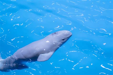 Energetic Beluga Whale Calf Born At Shedd Aquarium Zooborns
