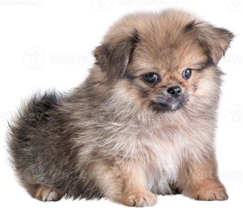 Cute Puppies Pomeranian Mixed Breed Pekingese Dog Sitting 9886112 Png