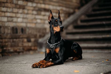 Are Dobermans Good Guard Dogs What You Need To Know Hepper