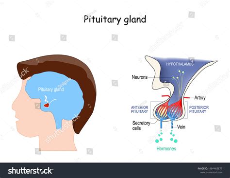 Pituitary Gland Anatomy Hormones Location Hypophysis Stock Vector