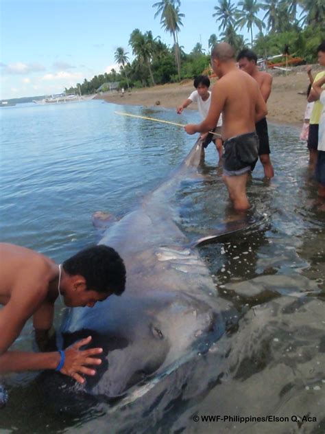 Rare Megamouth Shark Caught In Philippines Wwf