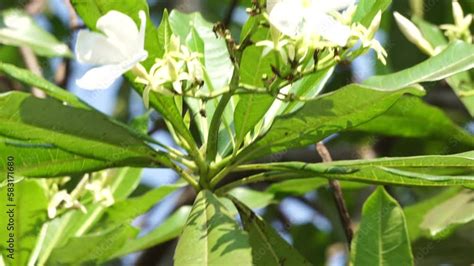 Cerbera Odollam Also Called Pong Pong Tree Cerbera Manghas Sea Mango