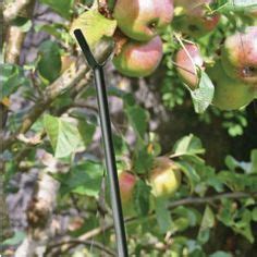 Heavy fruit loads this season may cause limbs to break if they are not given extra support. Save a Branch Tree Support | Tree support, Tree branches ...