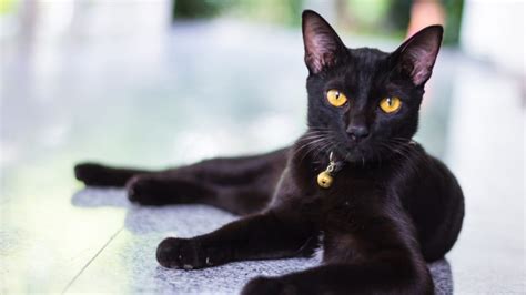 12 Catastrophically Unlucky Black Cats Mental Floss
