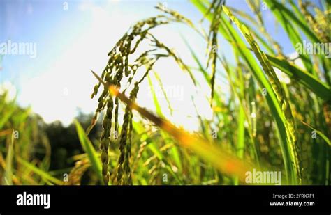 Tropical Sunlight On Hillside Rice Field With Growing Crop Ready For