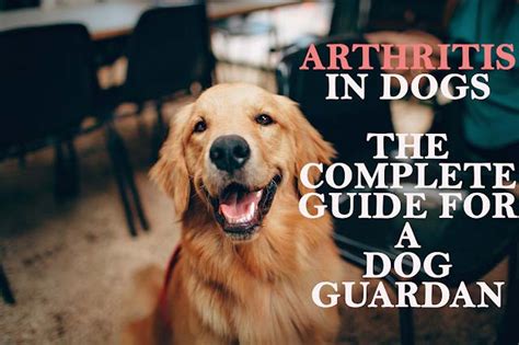 Arthritis In Dogs Complete Guide The Happy Puppers