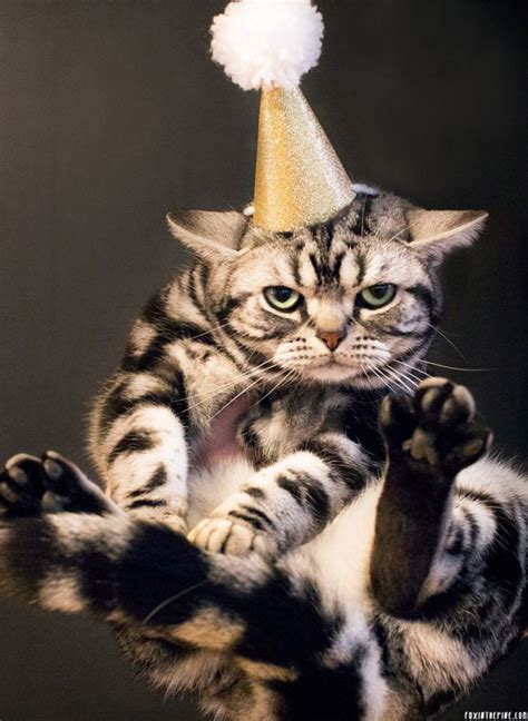 Adorable Cats Excited To Celebrate New Years Eve Cat Fancast