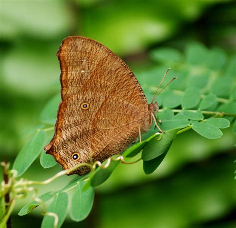 Evening Brown Melanitis Leda Bankia Australia John Tomsett Flickr