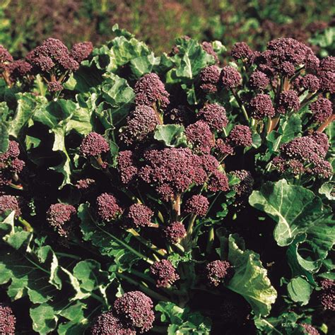 Broccoli Sprouting Red Arrow Seeds Dobies