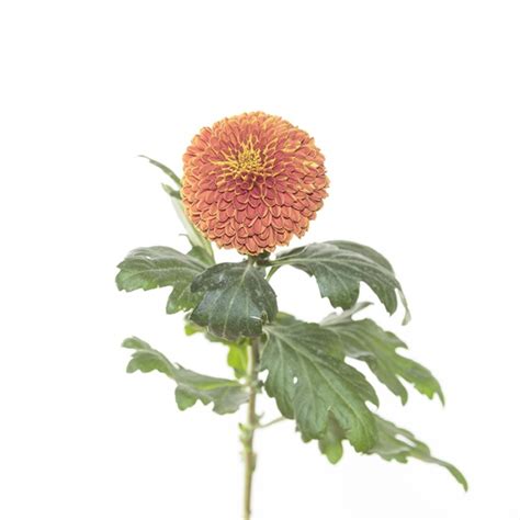 Chrys Disbud Bronze Cronos Disbudsmums Chrysanthemum Flowers By