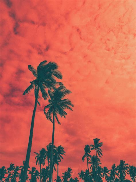 1000 Interesting Palm Trees Photos · Pexels · Free Stock Photos