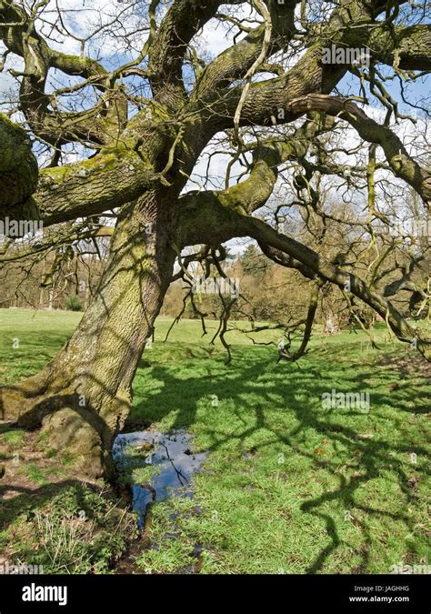 Grass And Tree Branches Hi Res Stock Photography And Images Alamy