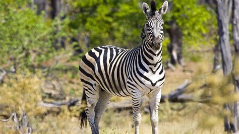 A Guide To Botswanas Zebra Migration True Travel