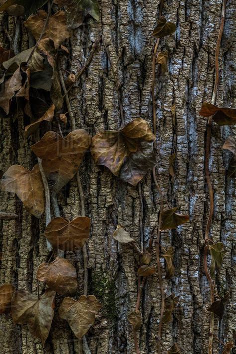 Invasive English Ivy Dying Fernbank Forest Atlanta Georgia Fernbank