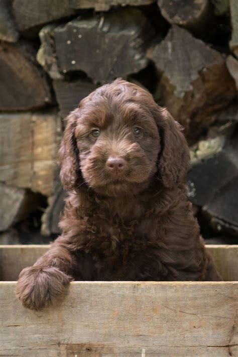 willow choco male 160 archview labradoodles llc