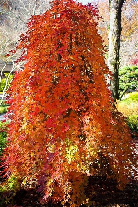 Acer Palmatum Cascade Gold Golden Foliage Weeping Waterfall Japanese Maple Large Tree