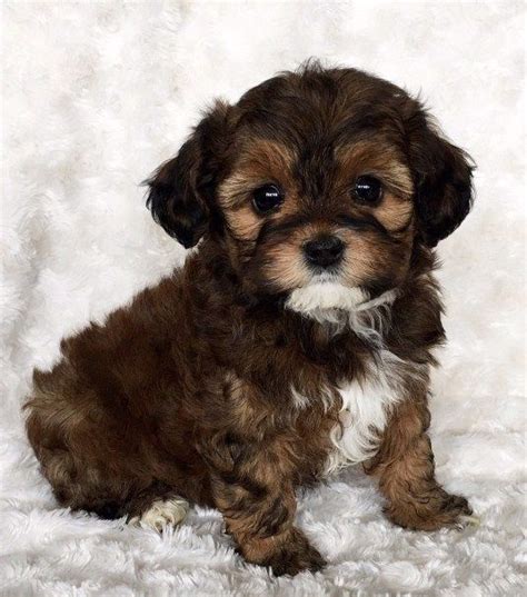 Click here to be notified when new yorki poo puppies are listed. Puppies for Sale Near Me in 2020 | Maltipoo puppy ...