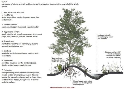 an info sheet describing the different types of trees and how they are used to grow them