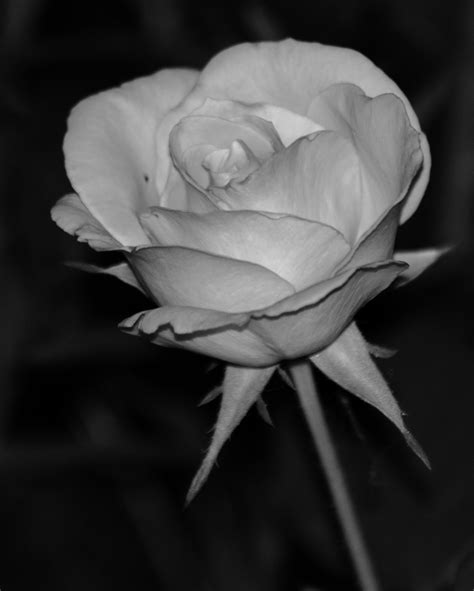 Rose Grayscale Free Stock Photo Public Domain Pictures