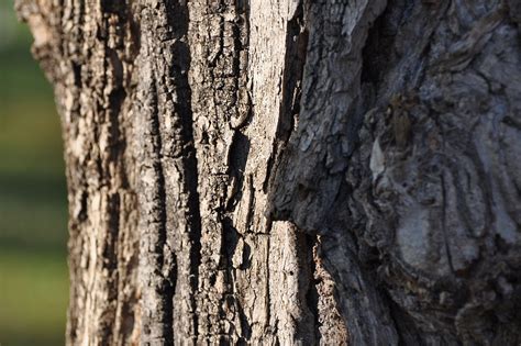 Tree Log Bark Free Photo On Pixabay Pixabay