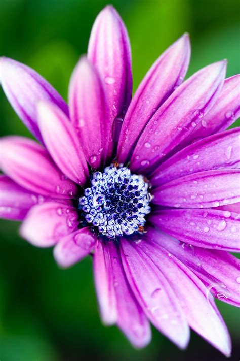 Free Download Purple Daisy Hd Wallpaper For Kindle Fire Hdx