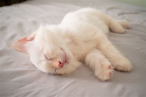 Different Ways Cats Sleep Us Pets Love