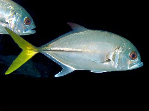 Fish Identification Green Jackblue Runnerbluestripe Jackegyptian