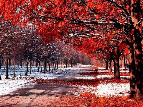 Snow And Leaves Daydreaming Wallpaper 18394792 Fanpop