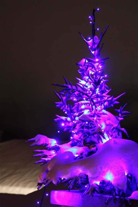 Purple Christmas Tree Free Stock Photo Public Domain