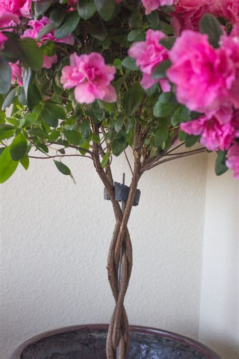 Buy direct at wholesale prices! How to Grow Indoor Azalea Trees - Among the Lilacs ...