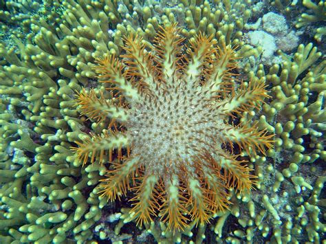 3 they have up to 23 arms. 10 Of The Coolest Crown-of-thorns starfish Pictures ...