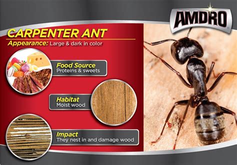 Identifying Common Ants And Their Behavior Infographic