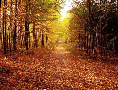 Free Download Autumn Forest Fall Forest Woods Trees Leaves